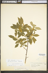 Ilex verticillata