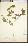 Ilex ambigua