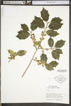 Ilex opaca var. opaca