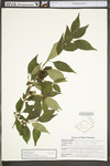 Ilex collina