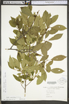 Ilex verticillata