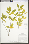 Ilex montana