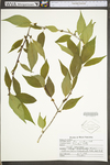 Ilex montana