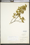 Ilex verticillata