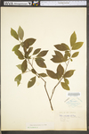 Ilex verticillata