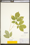 Panax quinquefolius