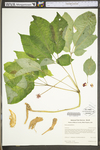 Panax quinquefolius