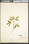 Panax trifolius