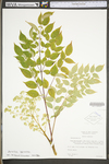 Aralia spinosa