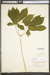 Panax quinquefolius