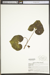 Asarum canadense