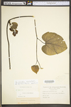 Aristolochia macrophylla