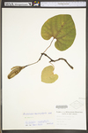 Aristolochia macrophylla