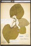 Aristolochia macrophylla