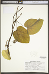 Aristolochia macrophylla