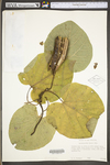 Aristolochia macrophylla