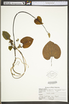 Aristolochia macrophylla