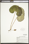 Asarum canadense