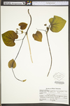 Aristolochia macrophylla