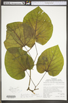 Aristolochia macrophylla