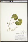 Asarum canadense