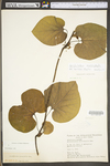 Aristolochia macrophylla