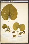 Aristolochia macrophylla