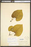 Aristolochia macrophylla