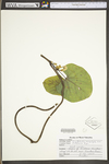 Aristolochia macrophylla