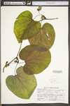 Aristolochia macrophylla