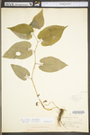 Aristolochia serpentaria