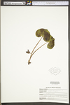 Asarum canadense