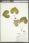 Asarum canadense