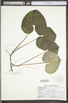 Asarum canadense