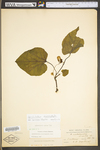 Aristolochia macrophylla