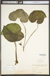 Asarum canadense