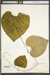 Aristolochia macrophylla