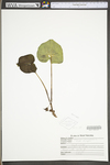 Asarum canadense