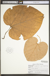 Aristolochia macrophylla