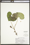 Asarum canadense