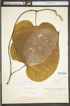 Aristolochia macrophylla