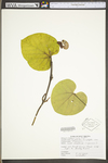 Aristolochia macrophylla