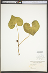 Asarum canadense