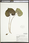 Asarum canadense