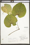 Aristolochia macrophylla