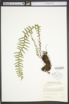 Asplenium platyneuron