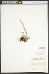 Asplenium platyneuron