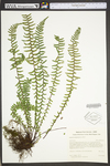 Asplenium platyneuron