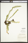 Asplenium platyneuron