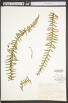 Asplenium platyneuron